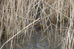 Wildlife sightings for 18th December 2021